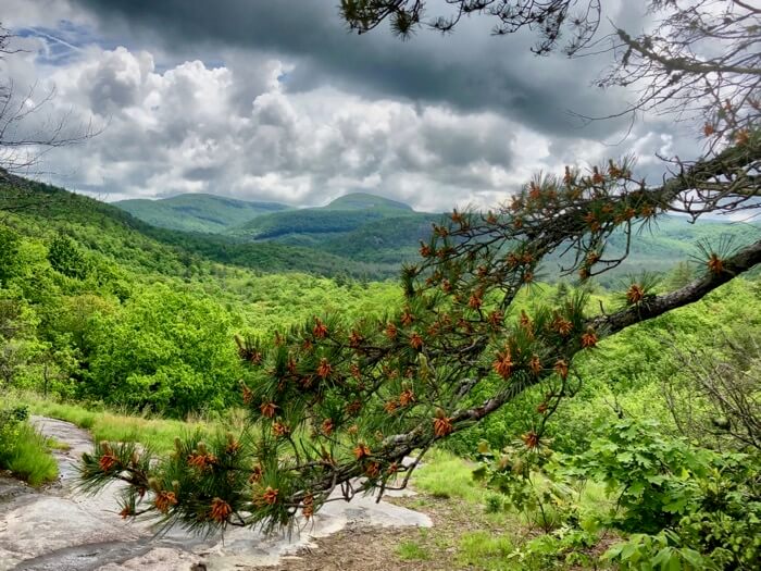 Pine Tree at Salt Rock Gap with view of Cold Mountain in Panthertown photo by Kathy Miller