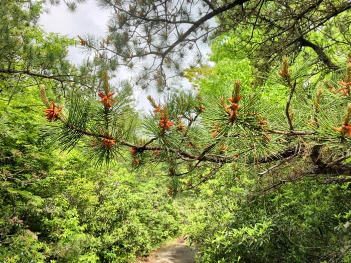 Pine tree flowering photo by Kathy Miller