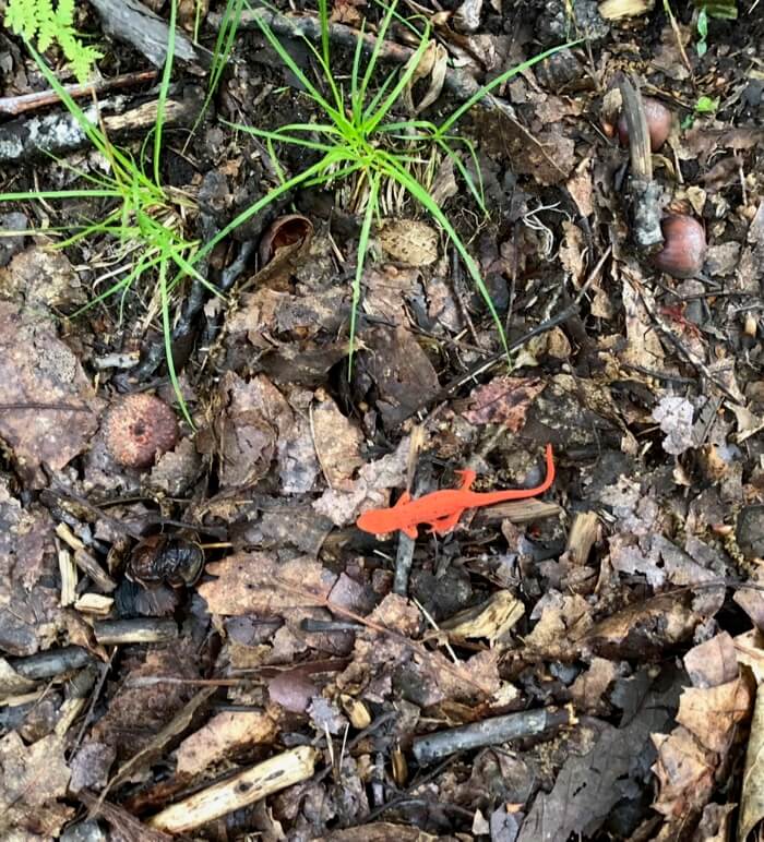 Red eft, juvenile newt, a salamander photo by Kathy Miller