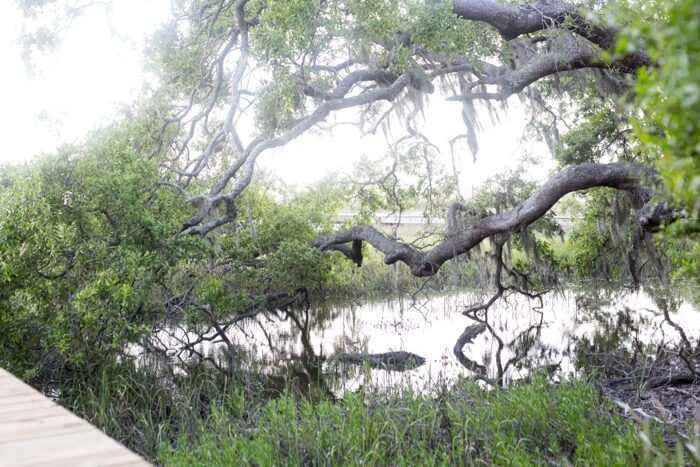 Wilsterman giant oak in the marsh photo by Susan Scarborough