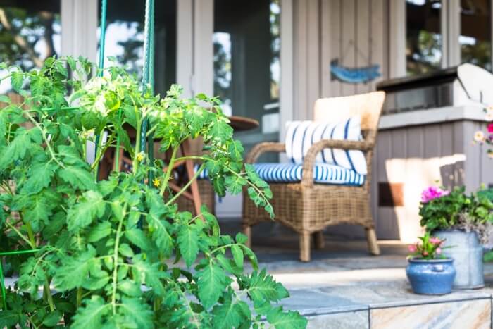 Wilsterman's tomato plants from New Jersey photo by Susan Scarborough