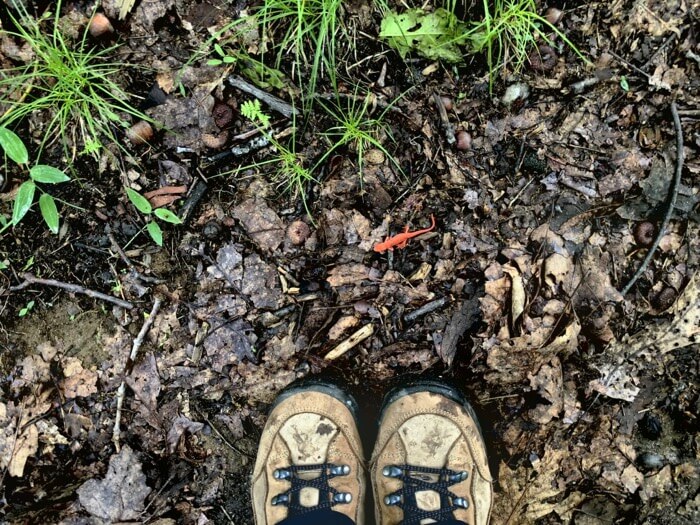 orange eft, baby newt size propective with boots photo by Kathy Miller