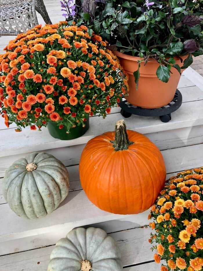 Mums, pumpkins and lavender photo by Kathy Miller