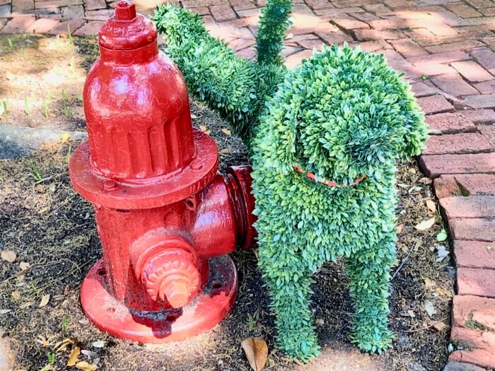 Dog and the fire hydrant photo by Kathy Miller