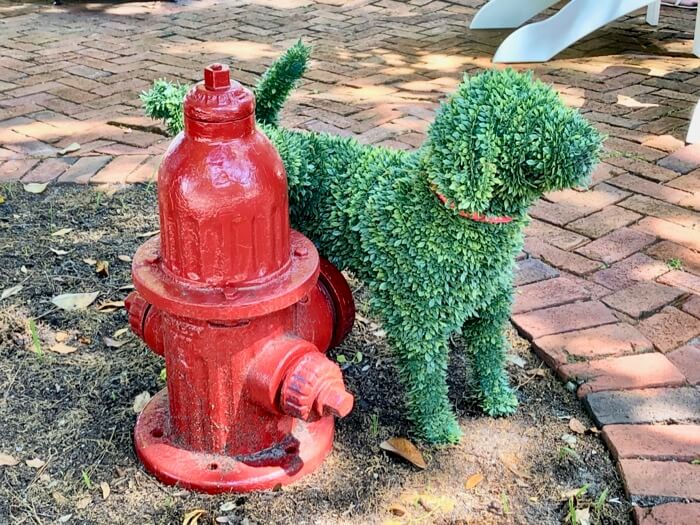 Dog and his fire hydrant photo by Kathy Miller