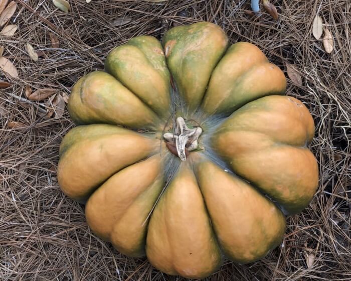 Fall heirloom pumpkin photo by Kathy Miller