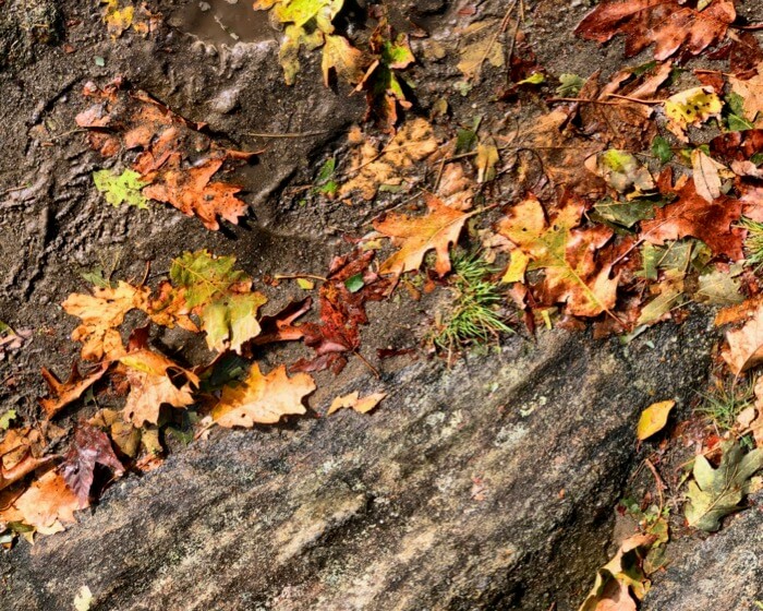 Leaves and patterns photo by Kathy Miller