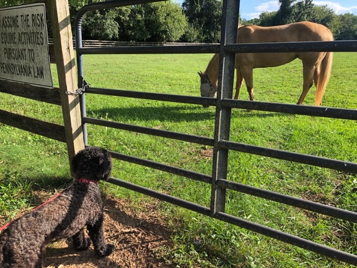 Sheldon was fascinated by the horse