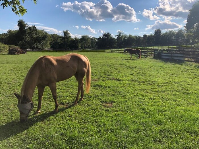 Horses at Pheasant Field B&B photo by Kathy Miller