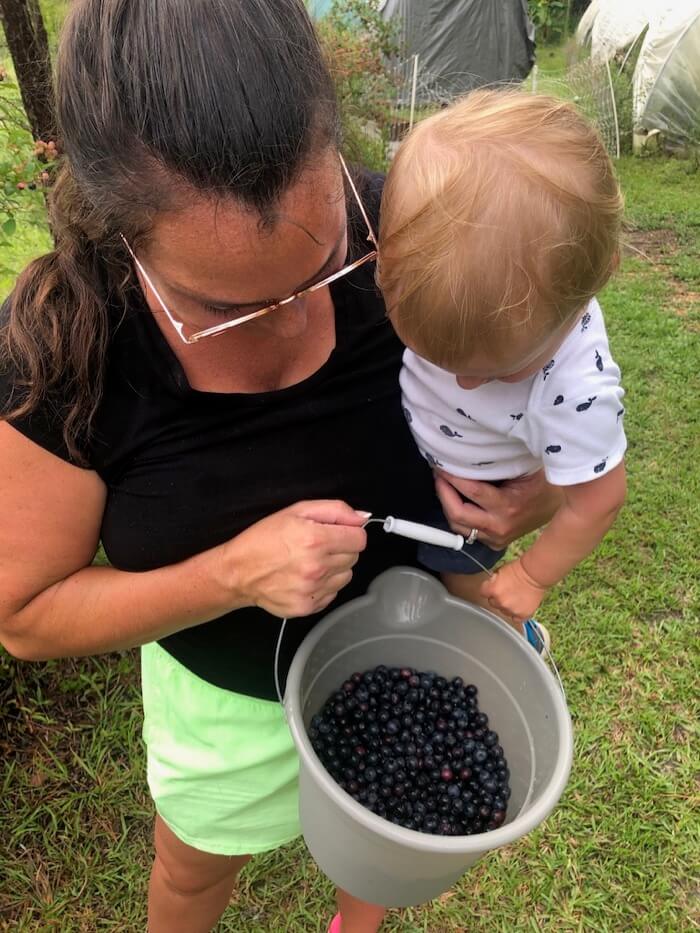 Buckts of blueberries