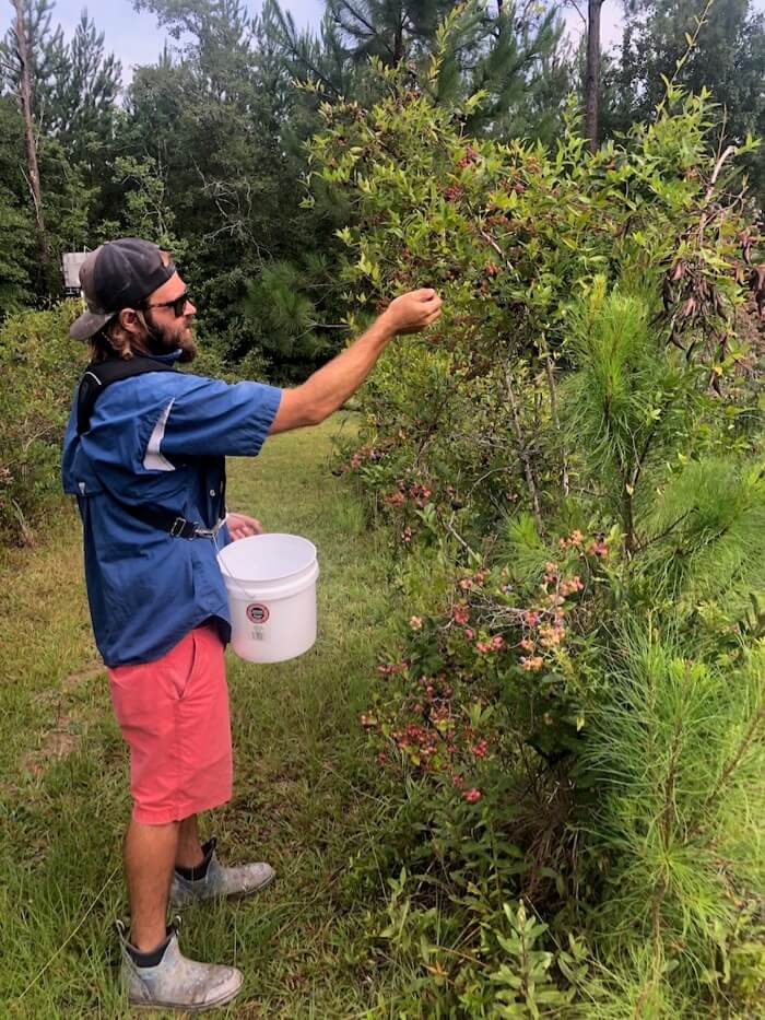 Josh Bunk at the Blueberry Ranch