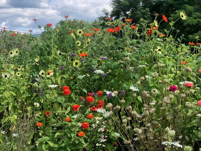 Flowers at Clear Brook Farms photo by Kathy Miller