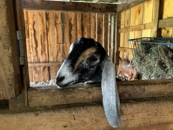 our goat friends photo by Kathy Miller