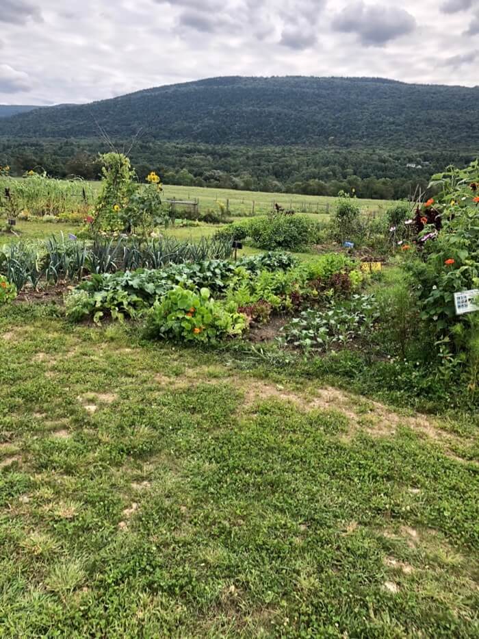 Veggies on Hidden Farm photo by Kathy Miller