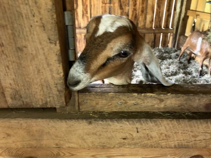 another Goat buddy photo by kathy Miller