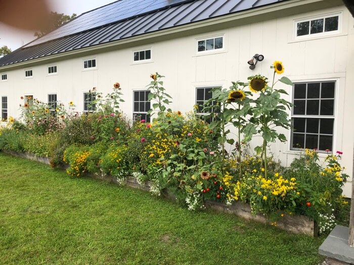 Goat Barn flowers photo by Kathy Miller